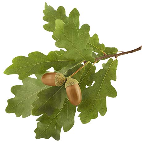 Oak leaves and acorn on white background